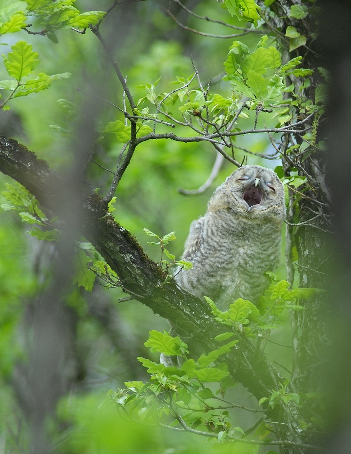 A la recherche des rapaces nocturnes de la vallée de la Muze